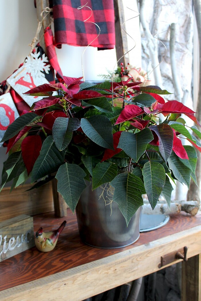 Holiday Poinsettia